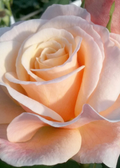 Oh Happy Day Hybrid Tea Rose Cuttings - 4 Unrooted Stem Cuttings for Rooting