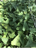 Okinawa Purple Sweet Potato Slips (Ipomoea batatas) – 10 Organic Fresh Cuttings
