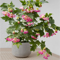Pink Abutilon Flowering Maple - Live Small Rooted Starter Plant