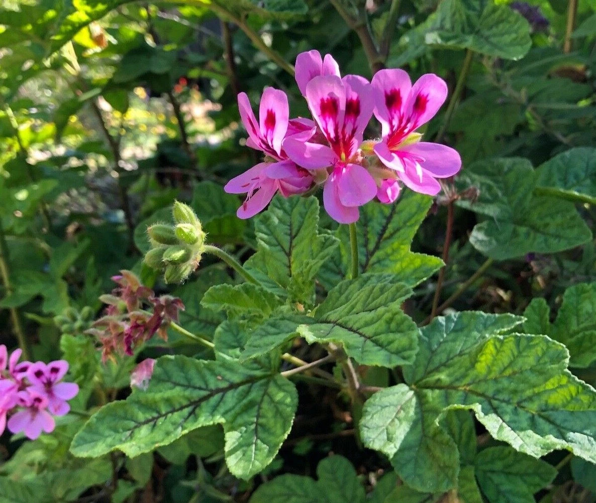 Lavender Pink Pepper Scented Geranium Cuttings – 4 Unrooted Pelargonium 6"