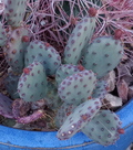 Opuntia gosseliniana 'Santa Rita' Purple Pad - Unrooted Pad Cutting, Cold-Hardy Desert Cactus