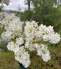 White Lilac Bare Root Bushes – Jumbo Size (5-Pack) Syringa vulgaris