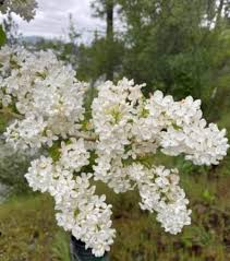 White Lilac Bare Root Bushes – Jumbo Size (5-Pack) Syringa vulgaris