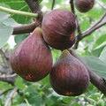 Fig Tree Cutting in Pot – 10" Live Ficus carica Rooted Starter Tree
