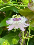 Passiflora Vine Cuttings - 50 Fresh 7" Unrooted Stem Cuttings for Propagation