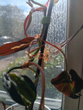 Variegated Philodendron Micans Velvet Halo Cutting – 2-Node Unrooted Trailing Aroid