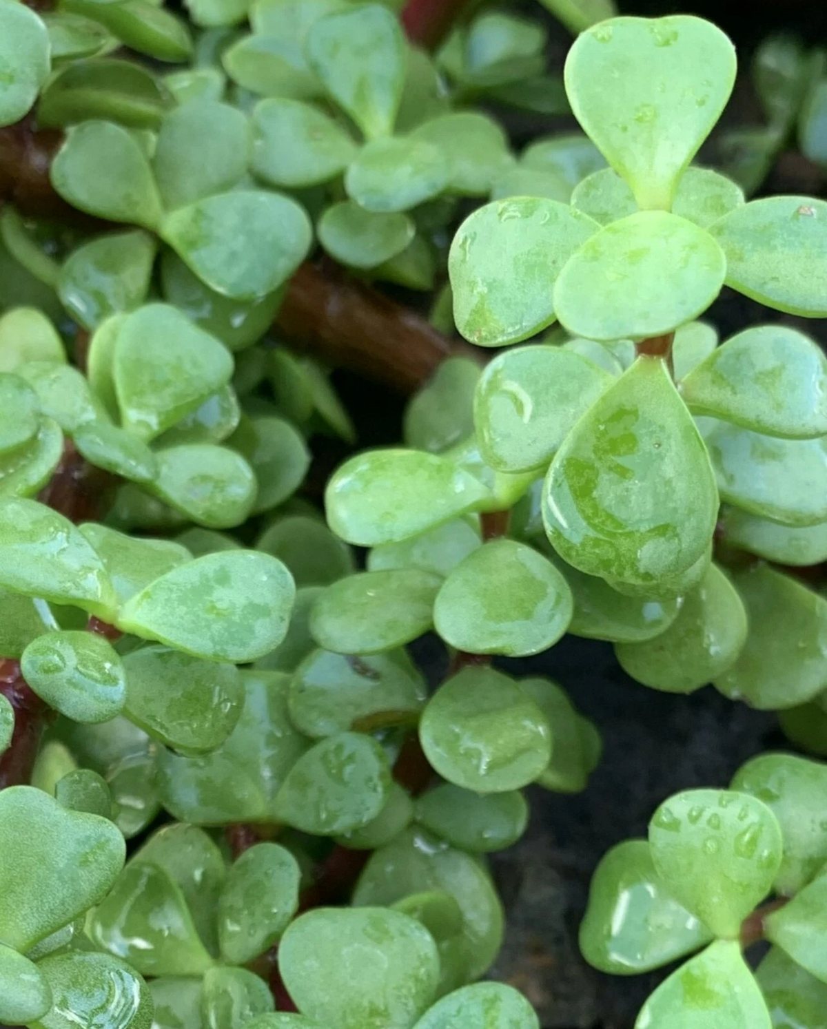 Jade Plant Cuttings – 5 Pack, 4" Crassula Ovata Stem Cuttings for Rooting