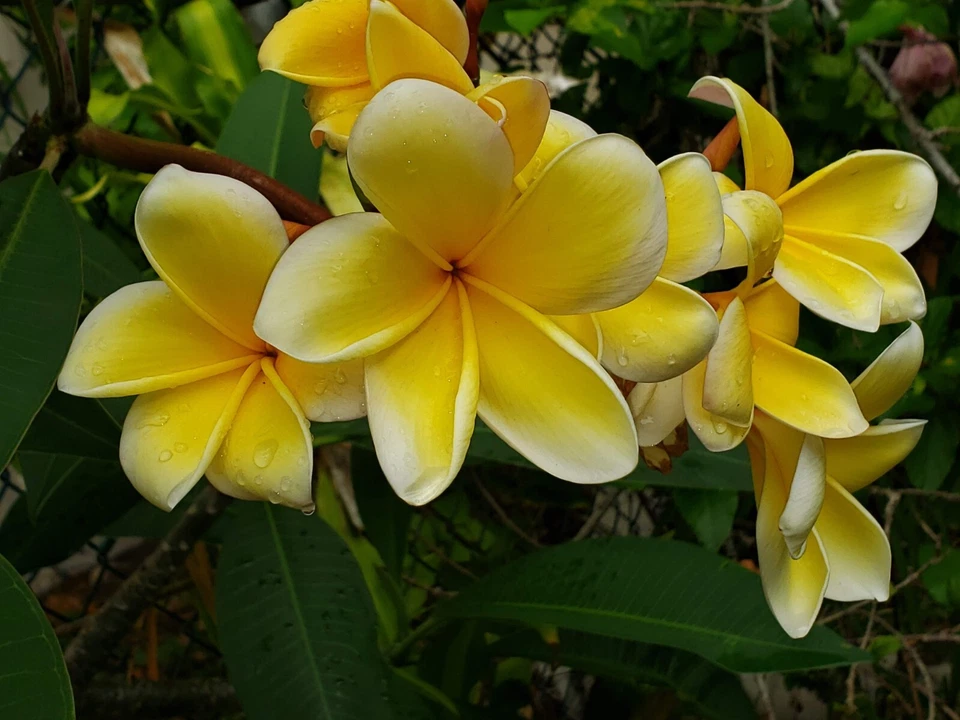 Yellow Plumeria Frangipani Cuttings – 6–12" Live Stem Cuttings for Rooting