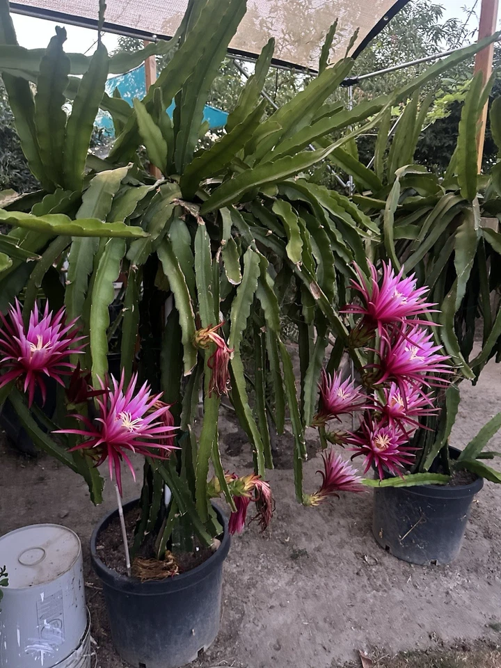 Connie Mayer Dragon Fruit Cuttings – Mature 5–7" Hylocereus Hybrid, Live Rooting Cuttings