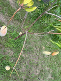 Mahachanok Mango Unrooted Cutting – Mangifera indica, Thai Mango Variety for Grafting or Rooting