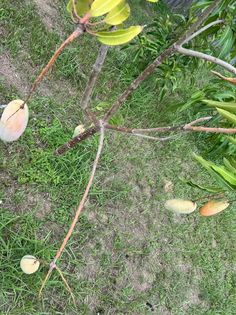 Mahachanok Mango Unrooted Cutting – Mangifera indica, Thai Mango Variety for Grafting or Rooting