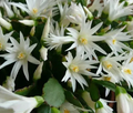 White Easter Cactus (Rhipsalidopsis / Hatiora) Rooted Plant - Spring Sunrise, Indoor Blooming Cactus