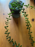 Hoya engleriana Cutting – 4-Node Unrooted Starter Vine