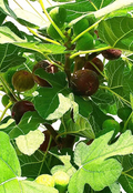 Hardy Chicago Fig Tree Cuttings – 3 Unrooted Ficus carica Hardwood Cuttings