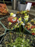 Utricularia bisquamata White Form - 1" Potted Plug Carnivorous Plant for Terrariums