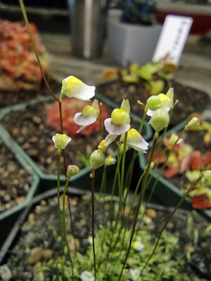 Utricularia bisquamata White Form - 1" Potted Plug Carnivorous Plant for Terrariums