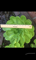 Aeonium arboreum Rosette Cutting – 6–12", Unrooted Stem Cutting for Pot, Rock Garden