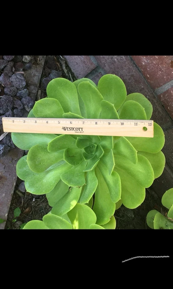 Aeonium arboreum Rosette Cutting – 6–12", Unrooted Stem Cutting for Pot, Rock Garden