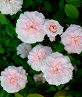 Cecile Brunner Antique Rose Cuttings – 8 Unrooted Fresh Stems for Rooting