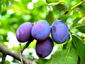 Damson Blue Plum Cuttings – 10 Unrooted Prunus domestica, Heirloom Variety for Grafting