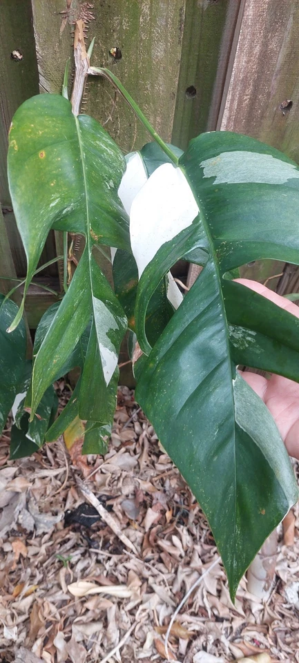Epipremnum pinnatum Marble Variegated Cutting – Live Stem Cutting, Aroid Vine