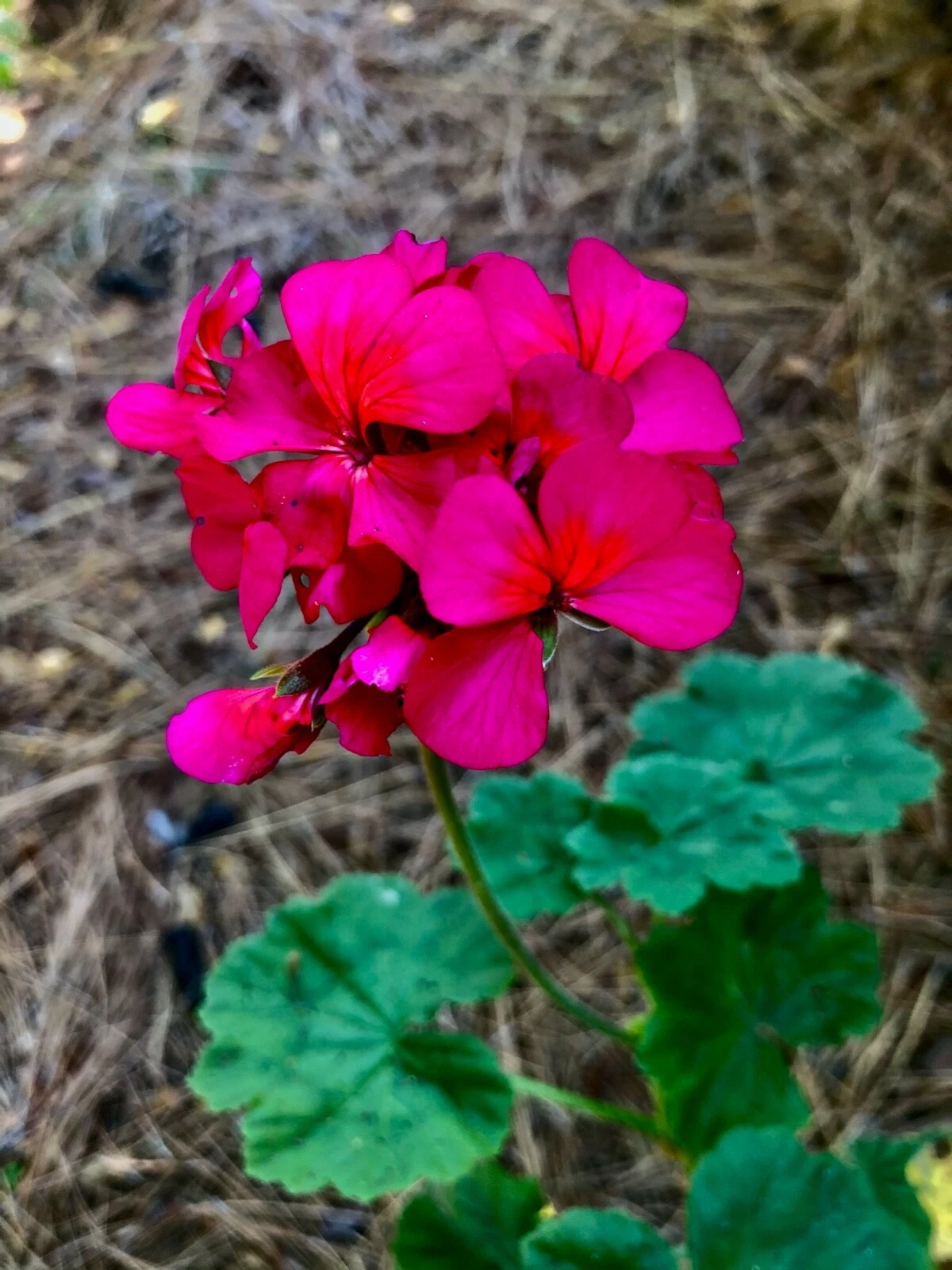 Hot Pink Orange Center Zonal Geranium Cutting – 6 Inch Pelargonium Live Plant