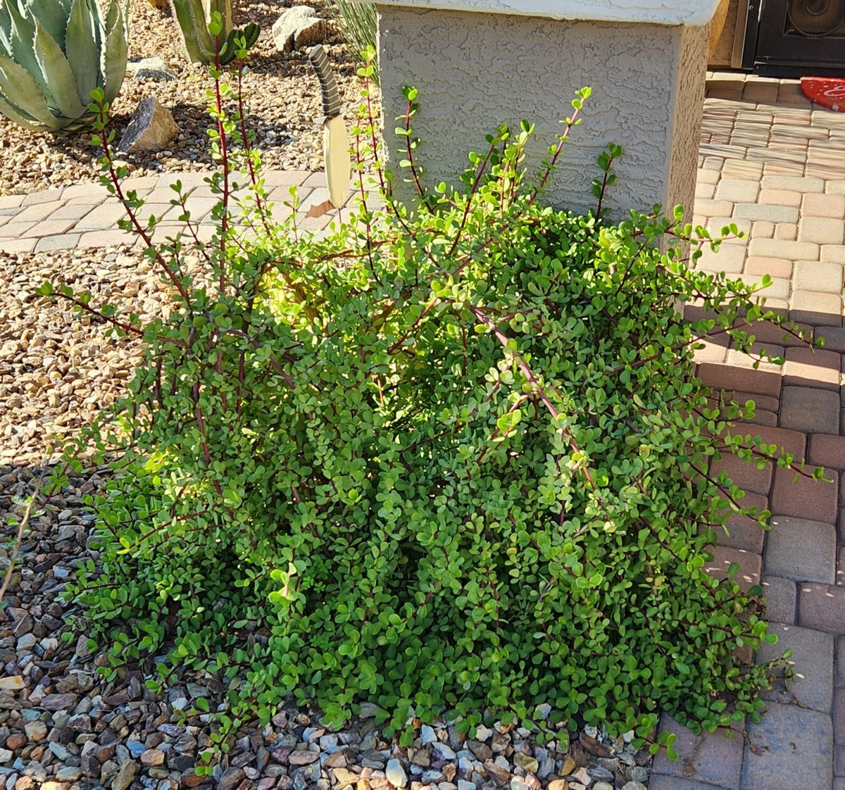 Portulacaria afra Mammoth Cuttings — 5 Unrooted Elephant Bush Stem Cuttings for Rooting