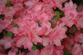 Hampton Beauty Azalea Starter Plant - Rhododendron deciduous heavy bloomer
