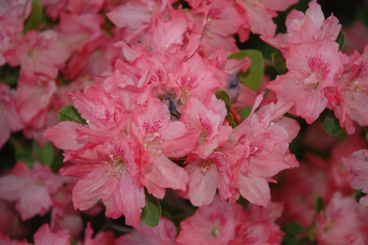 Hampton Beauty Azalea Starter Plant - Rhododendron deciduous heavy bloomer