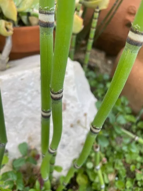 Horsetail Equisetum Cuttings - 15 Fresh 12" Unrooted Reed-Like Stems for Wet Areas