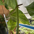 Golden Pothos Rooted Cutting - Epipremnum aureum Starter Plant (Indoor, Easy Care)