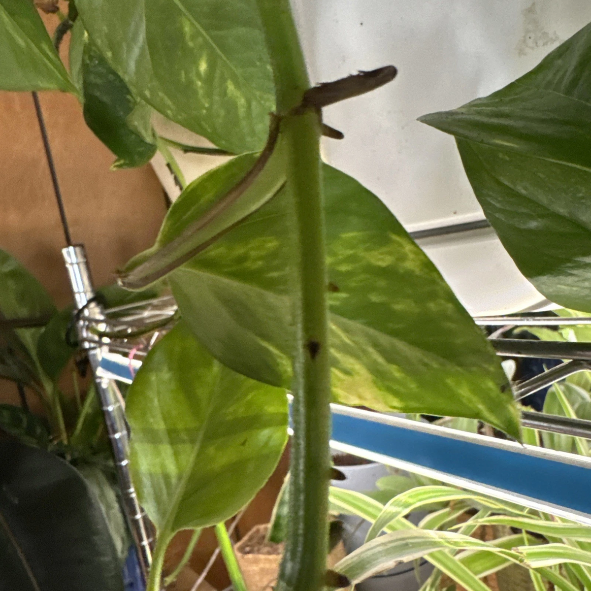 Golden Pothos Rooted Cutting - Epipremnum aureum Starter Plant (Indoor, Easy Care)