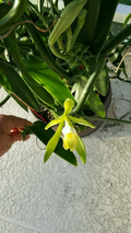 Vanilla Bean Orchid Cutting (Vanilla planifolia) - 12" Fresh Unrooted Climbing Orchid Vine