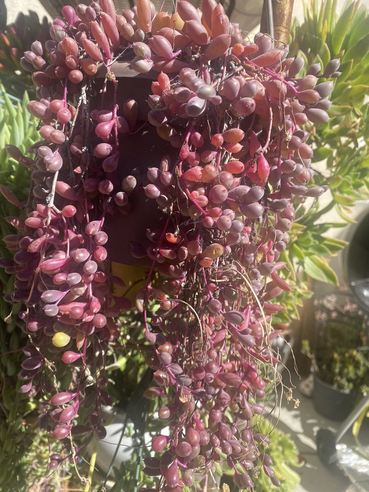 Othonna capensis Ruby Necklace Cuttings - 10 Unrooted Fresh Succulent Cuttings