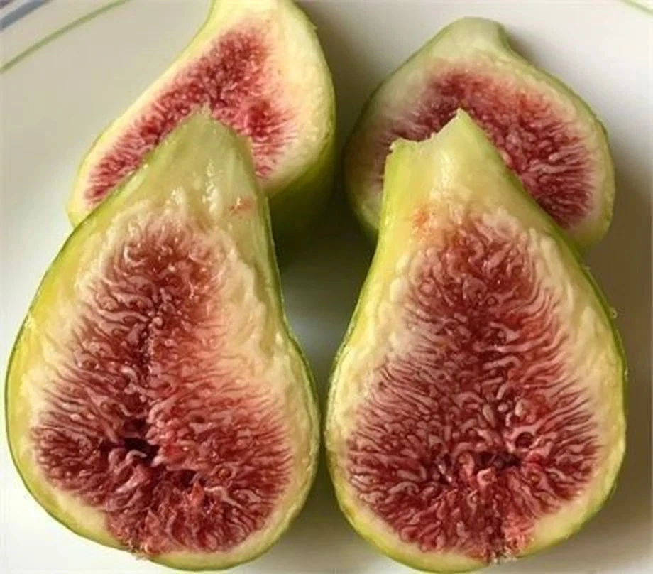 10 Fig Variety Cuttings Bundle – Unrooted Ficus carica Cuttings for Propagation