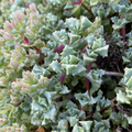 Oscularia deltoides Cuttings – 10 Fresh 4–6" Starts for Easy Succulent Propagation
