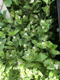 Tradescantia Green Cuttings - 100 Fresh Green Wandering Jew Stems for Propagation
