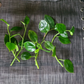 Peperomia Cupid Cuttings – 6 Unrooted Cupid Peperomia Stems, Vining Houseplant