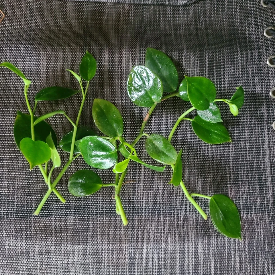 Peperomia Cupid Cuttings – 6 Unrooted Cupid Peperomia Stems, Vining Houseplant