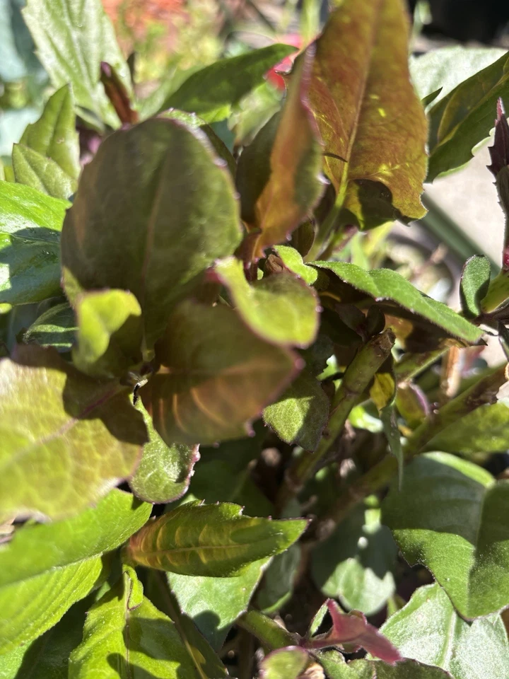 Okinawa Spinach Gynura bicolor - 2 Rooted Live Plants