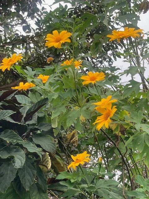 Mexican Sunflower Cuttings – 8 Fresh Tithonia diversifolia Stems (9")