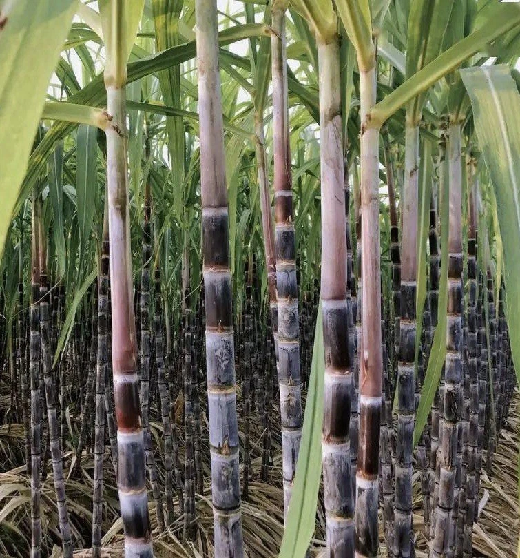 Dark Purple Sugarcane Cuttings – 5 Unrooted Stalk Cuttings for Planting