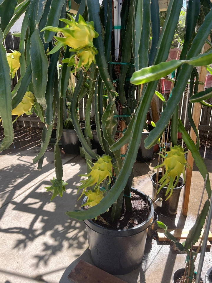 Yellow Dragon Fruit Israel Yellow Cuttings - 4 Pack, 7-9" Unrooted Stem Cuttings