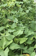 Beauregard Sweet Potato Slips – 10 Live Cuttings, Organic, Vining Sweet Potato (Ipomoea batatas)