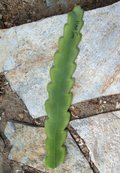 Vista Sun Epiphyllum Cutting – 8–10” Unrooted Orchid Cactus Stem for Easy Propagation