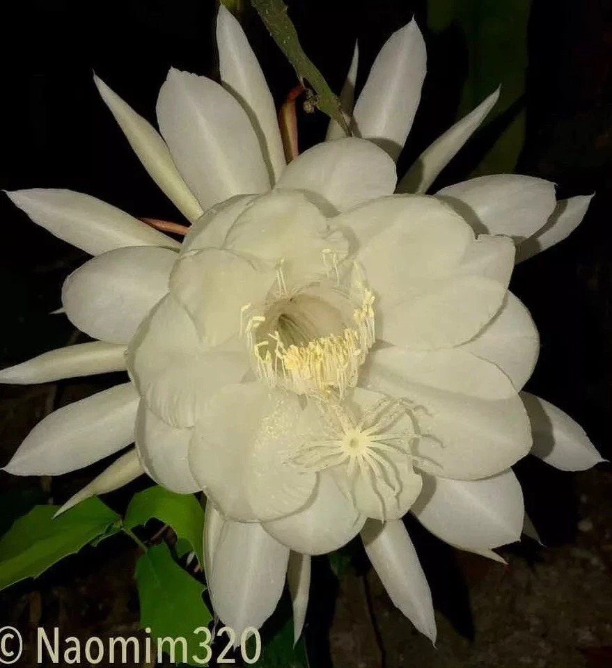 Night Blooming Cereus Queen of the Night Epiphyllum oxypetalum - 3 Live Starts