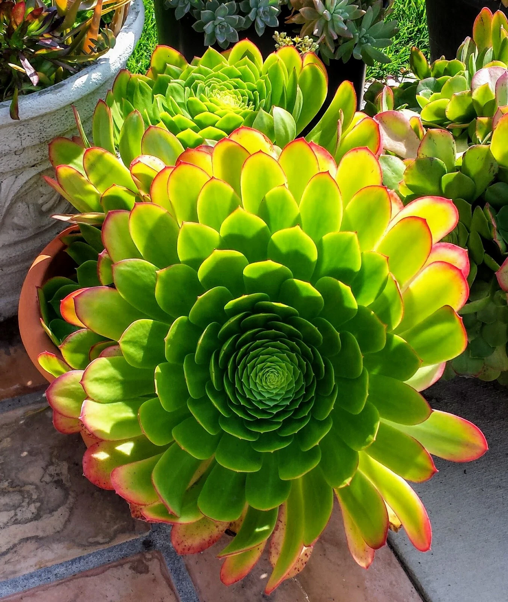 Aeonium arboreum Succulent - Well-Rooted Plant + 2 Bonus Unrooted Cuttings