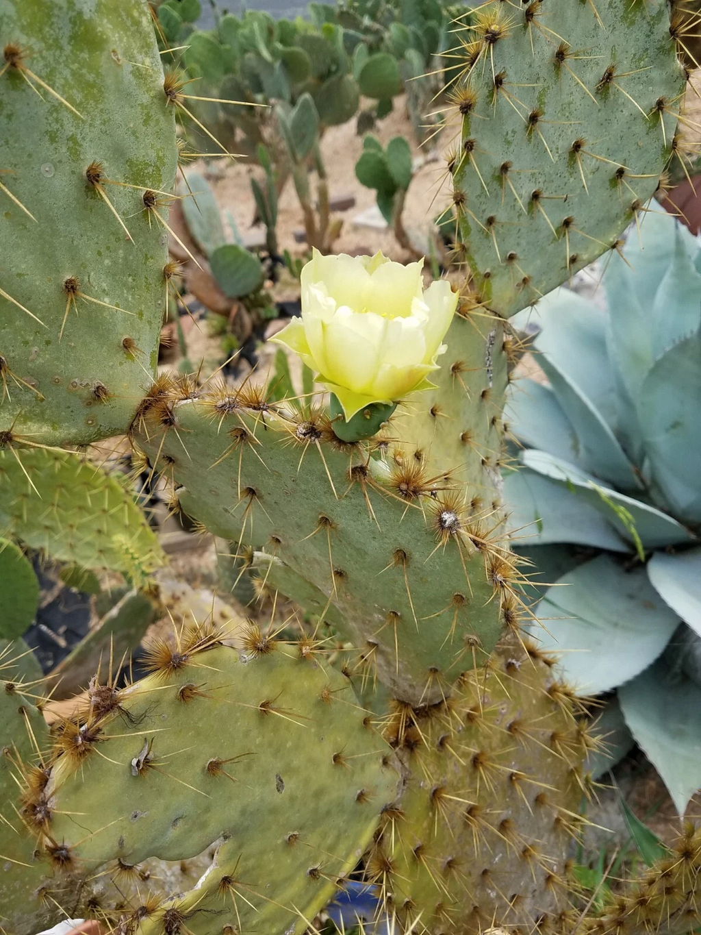 Opuntia alta Prickly Pear Pad (1 Live Cactus Pad) - White-Blooming South Texas Nopal Starter
