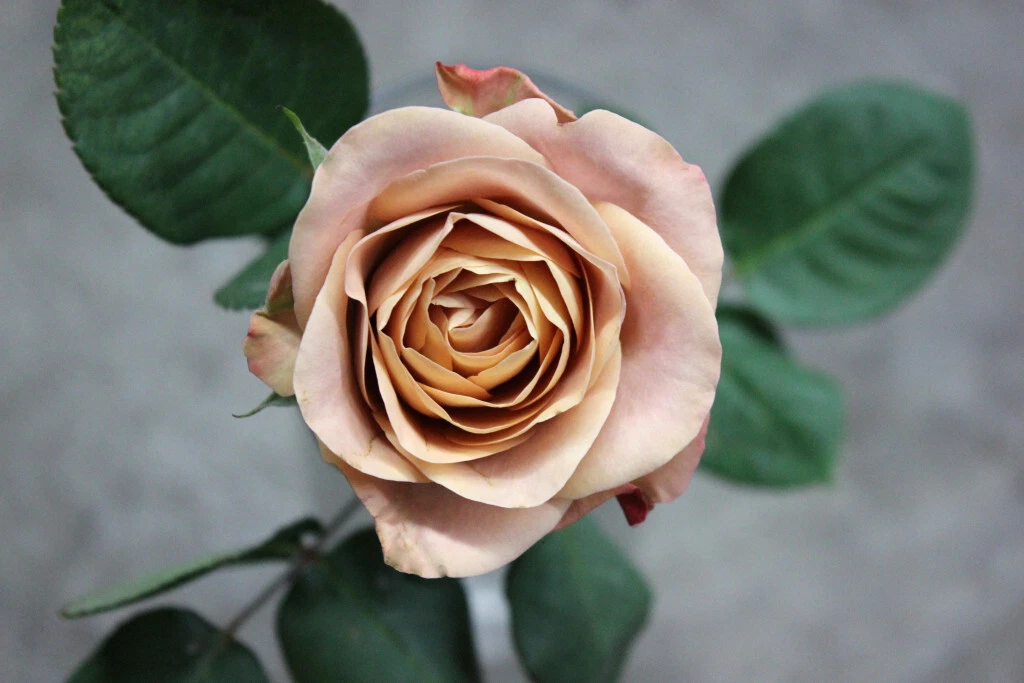 Cappuccino Rose Cuttings – 3 Unrooted Stems for Rooting or Grafting