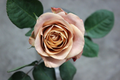 Cappuccino Rose Cuttings – 3 Unrooted Stems for Rooting or Grafting